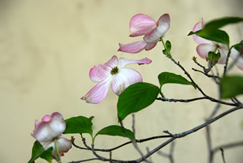 Dogwood